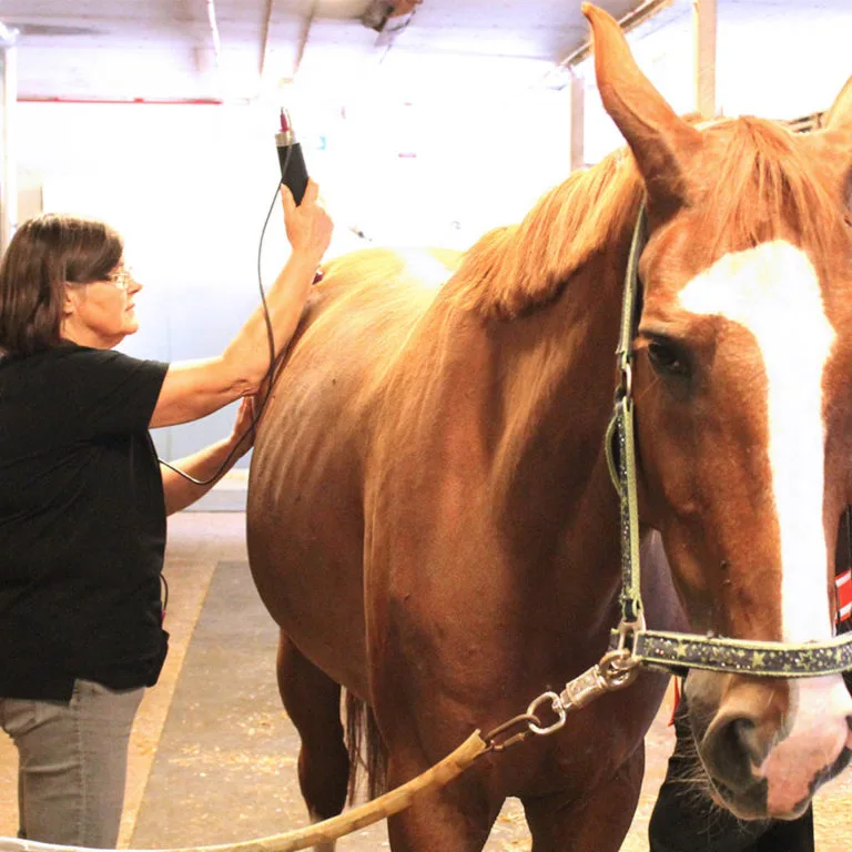 Horse chiropractor or equine therapist?