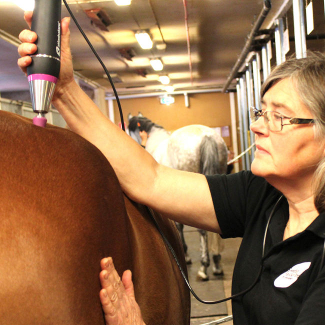 003 atlas horse square horse treatment