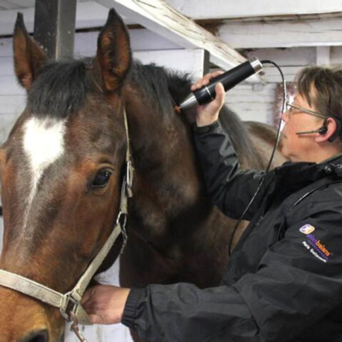 013 atlas horse square maria gustavsson