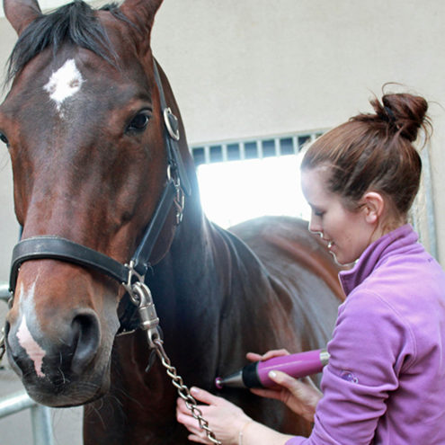 038 atlas horse square märta lindqvist